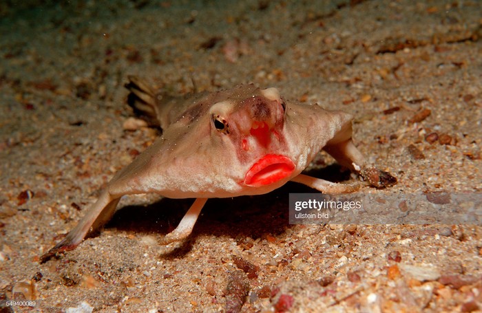 (GERMANY OUT) RED LIPPED BATFISH, OGCOCEPHALUS DARWINI, Ecuador, South America, Galápagos, Galapagos, Island, Pacific Ocean   (Photo by Reinhard Dirscherl/ullstein bild via Getty Images)