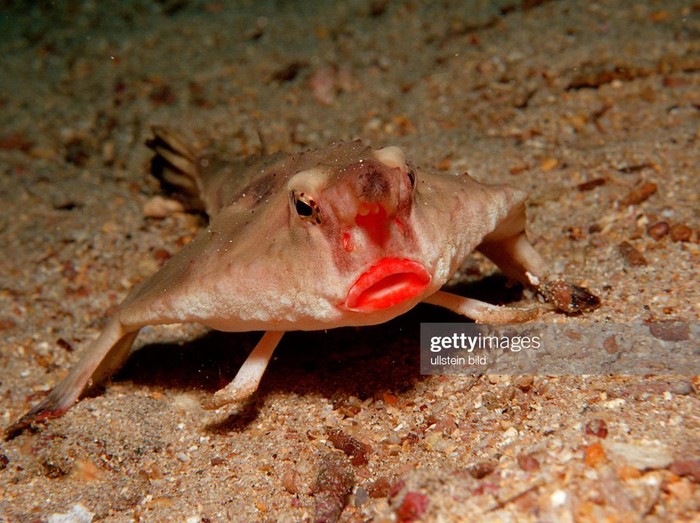 (GERMANY OUT) RED LIPPED BATFISH, OGCOCEPHALUS DARWINI, Ecuador, South America, Galápagos, Galapagos, Island, Pacific Ocean   (Photo by Reinhard Dirscherl/ullstein bild via Getty Images)
