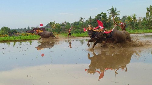 Atraksi makepung lampit saat adu kecepatan di area persawahan warga Subak Peh Kajo, Desa Kaliakah, Kecamatan Negara Jembrana Bali, Minggu (14/8/2022)