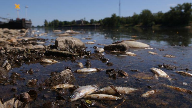 Berton-ton Ikan Mati di Polandia Berton-ton Ikan Mati di Polandia
