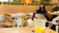 Tenang saja, domba-domba ini tidak akan berkeliaran di sekitar makanan Anda, namun mereka akan menyapa pengunjung setelah dibersihkan. Foto: Pool/Site