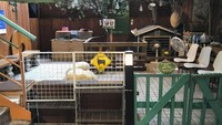 Thanks Nature Cafe juga menyediakan tempat dan sanitasi yang layak untuk Honey dan Sugar. Anda juga bisa bermain di kandang mereka.  Foto: Pool/Site