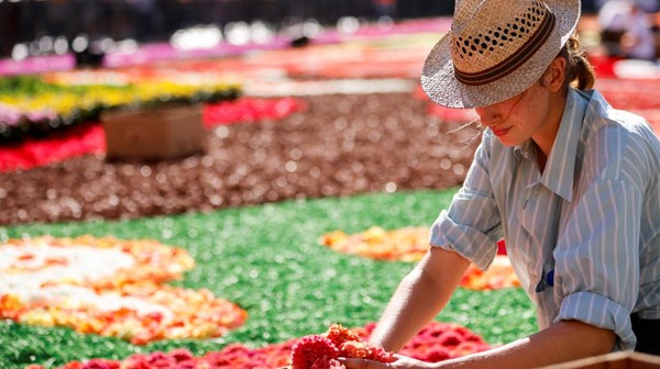 Penyelenggara mengatakan, 400 ribu bunga digunakan untuk membuat instalasi karpet bunga tersebut.