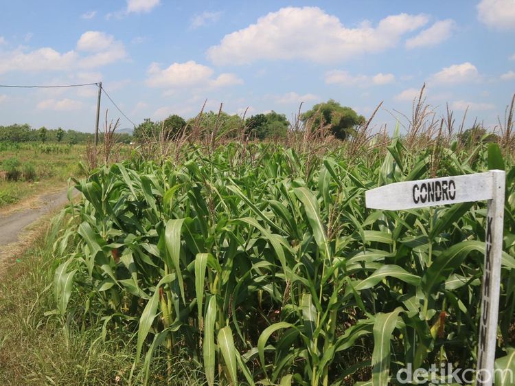 Ada Kutukan di Balik Lengangnya Dusun Condro Pati