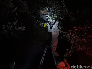 Meresahkan, Sarang Tawon Vespa Dibakar di Kebun Sekolah SD Gresik