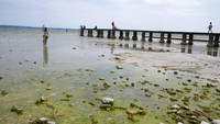 Kekeringan terburuk di Italia dalam beberapa dasawarsa telah membuat Danau Garda, danau terbesar di negara itu, mendekati level terendah yang pernah tercatat.