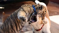 Dilihat berulang kali, ekspresi seekor anjing ini terlihat sangat kocak saat bermain dengan seekor anjing di Nigel, Afrika Selatan, 29 April 2009.