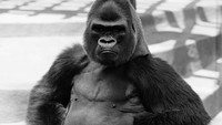 Lanjut, ada seekor gorila yang sedang kesal. Saking kesalnya gorila ini sampai berpose tolak pinggang lho. Foto ini diambil pada tahun 1950-an di Amerika Serikat.