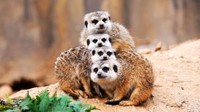 Empat ekor meerkat melakukan pose unik di sebuah taman nasional Shandong, China, pada 16 Desember 2021. Kepala dari keempat meerkat ini bertumpuk lho.