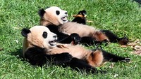 Dua ekor panda ini santuy dan mager banget di pusat penelitian dan konservasi China di kawasan Sichuan. Foto ini diambil pada 3 September 2021.