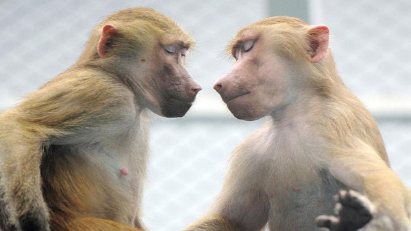 Dua monyet babon (Papio Hamadryas) terlihat memadu kasih di Kebun Binatang Zhengzhou, Henan, China, pada momen Hari Valentine, 14 Februari 2012 .