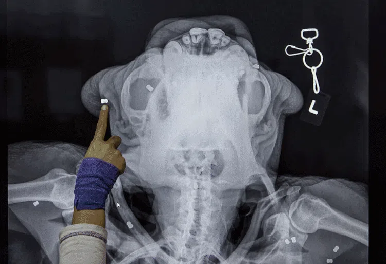 Deretan Foto X-Ray yang Bikin Merinding