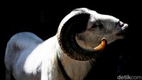 Domba dari Garut terbilang unik. Perawakannya terlihat seperti kambing biasa padahal bukan, dan tanduknya begitu besar bahkan lebih mencolok dari keseluruhan badannya.