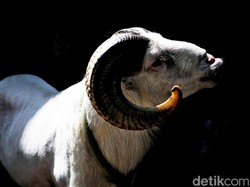 Domba Garut, Si Hewan Ratusan Juta