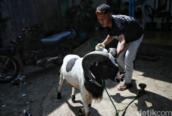 Selanjutnya, Asep menjelaskan harga domba-domba yang dipeliharanya. Harga domba termurah dihargai belasan juta dan bila memiliki performa baik di adu tangkas maka harganya pun akan naik dengan akhir hayatnya dijadikan sebagai pejantan. Selanjutnya, Asep menjelaskan harga domba-domba yang dipeliharanya. Harga domba termurah dihargai belasan juta dan bila memiliki performa baik di adu tangkas maka harganya pun akan naik dengan akhir hayatnya dijadikan sebagai pejantan.
