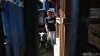 Soal kandang, tak ada patokan pasti dalam membuatnya. Kandang terbaik buat merawat domba Garut yakni berbentuk panggung dengan skala ruangannya 1x2 meter saja.