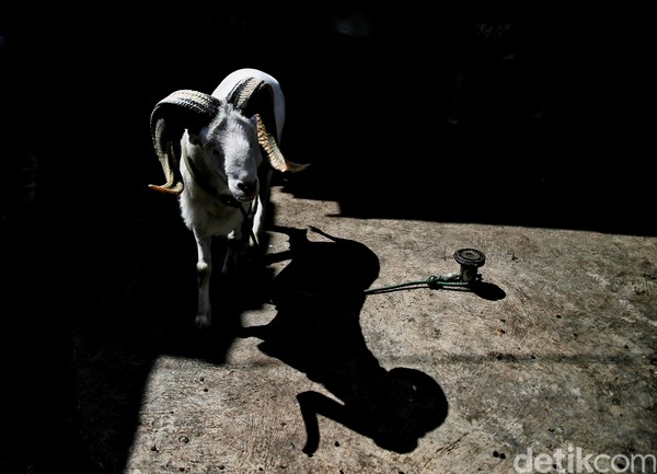 Harga dari domba Garut bisa melambung tinggi dari yang semula dipatok belasan atau puluhan juta menjadi hingga setengah miliar rupiah. Apakah aktivitas judi atau taruhan yang membuat harganya jadi setinggi langit? Dan, pelaku membantahnya. Harga dari domba Garut bisa melambung tinggi dari yang semula dipatok belasan atau puluhan juta menjadi hingga setengah miliar rupiah. Apakah aktivitas judi atau taruhan yang membuat harganya jadi setinggi langit? Dan, pelaku membantahnya.
