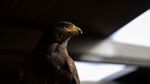 Kenalkan Pac-Man, Burung Elang Penjaga Stasiun Kereta di California