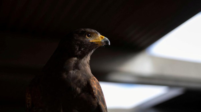 Ricky Ortiz walks around with Pac-Man, a 5-year-old Harriss hawk as they chase pigeons aways from El Cerrito del Norte Metro station in El Cerrito, California, U.S. August 10, 2022. REUTERS/Carlos Barria