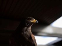 Kisah Burung Elang, Nabi Sulaiman AS dan Pemilik Pohon