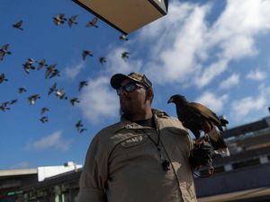Kenalkan Pac-Man, Burung Elang Penjaga Stasiun Kereta di California