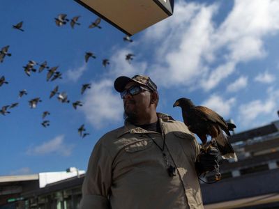 Kenalkan Pac-Man, Burung Elang Penjaga Stasiun Kereta di California