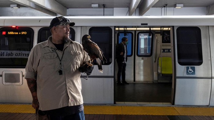 Ini Pac-Man, Burung Elang Penjaga Stasiun di California Ricky Ortiz walks around with Pac-Man, a 5-year-old Harris's hawk as they chase pigeons aways from El Cerrito del Norte Metro station in El Cerrito, California, U.S. August 10, 2022. REUTERS/Carlos Barria