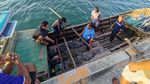 Konflik dengan Manusia, 28 Ekor Buaya di Kepri Dievakuasi