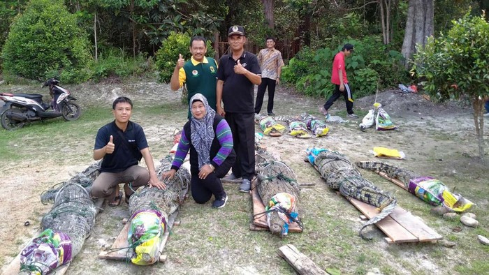 Konflik dengan Manusia, 28 Ekor Buaya di Riau Dievakuasi Balai Besar KSDA Riau melakukan evakuasi terhadap 28 ekor buaya di Lingga, Kepulauan Riau. Buaya jumbo tersebut dievakuasi ke Batam usai tempat penitipan penuh.