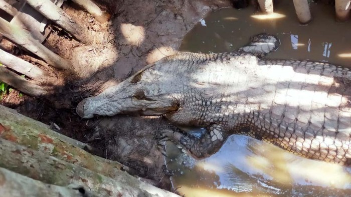 Balai Besar KSDA Riau melakukan evakuasi terhadap 28 ekor buaya di Lingga, Kepulauan Riau. Buaya jumbo tersebut dievakuasi ke Batam usai tempat penitipan penuh.