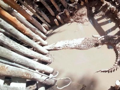 Konflik dengan Manusia, 28 Ekor Buaya di Kepri Dievakuasi