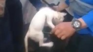 Dramatis Petugas Damkar Selamatkan Kucing Terjebak di Dalam Sumur Berjam-jam