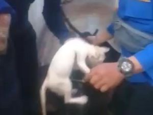 Dramatis Petugas Damkar Selamatkan Kucing Terjebak di Dalam Sumur Berjam-jam