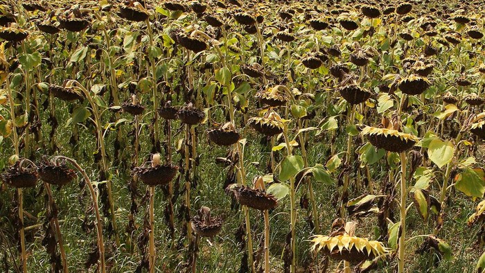 Ladang Bunga Matahari di Prancis Mati Tersengat Suhu Ekstrem A field of sunflowers burned by the drought in Bidart southwestern France, Sunday, Aug. 14, 2022. France was in the midst of its fourth heat wave of the year. (AP Photo/Bob Edme)