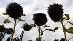 Barisan Bunga Matahari di Prancis Mati Tersengat Panas Ekstrem