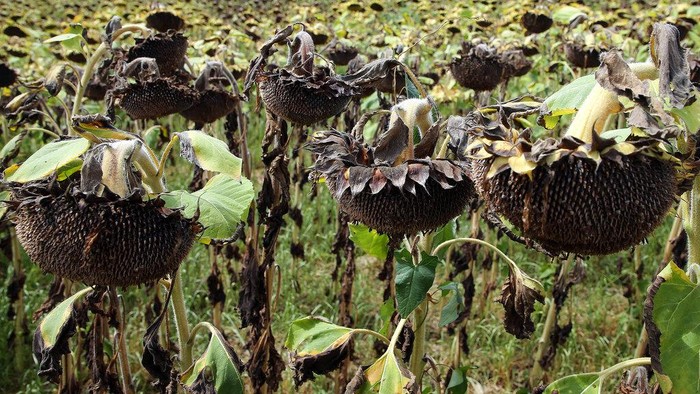 A field of sunflowers burned by the drought in Bidart southwestern France, Sunday, Aug. 14, 2022. France was in the midst of its fourth heat wave of the year. (AP Photo/Bob Edme)