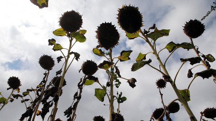 Ladang Bunga Matahari di Prancis Mati Tersengat Suhu Ekstrem A field of sunflowers burned by the drought in Bidart southwestern France, Sunday, Aug. 14, 2022. France was in the midst of its fourth heat wave of the year. (AP Photo/Bob Edme)
