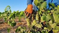 Petani anggur memperlihatkan butiran lebat yang ditanam di tengah gurun. Pemeliharaan anggur di wilayah tersebut sudah ada sejak ribuan tahun yang lalu. Suku Nabatean, suku nomaden yang tinggal di daerah Negev sekitar 2.500 tahun yang lalu, membangun teras dan bendungan batu kecil untuk mengalihkan air yang jatuh saat hujan lebat dan akan menanam anggur.  