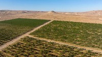 Pemandangan udara dari kebun anggur Kerem Yeruham di wilayah yang dicaplok Israel di Pinto Winery, Gurun Negev, Rabu (3/8/2022) waktu setempat.  