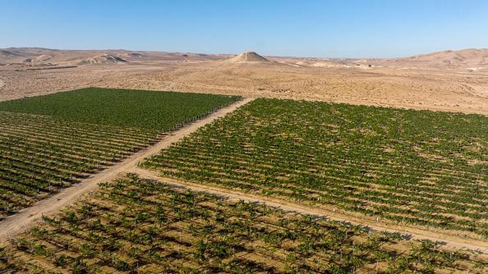 MITZPE RAMON, ISRAEL - AUGUST 3: Israeli army officer cadets volunteer to harvest Chenin Blanc white wine grapes in the Nana Estate Winery vineyards on August 3, 2022 near Mitzpe Ramon in Israel's Negev Desert. The modern vineyards in the desert follow in the footsteps of a 2,000-year-old Nabatean tradition of growing grapes in Negev's arid climate in what is fast-becoming the most terroir-driven wine region in Israel.  (Photo by David Silverman/Getty Images)