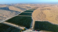 Beginilah lanskap Gurun Negev yang gersang. Ladang anggur hijau menjadi oase di tengahnya. Peneliti berhasil menanam anggur di wilayah berkondisi ekstrem di Gurun Negev. Keringnya gurun itu hanya menerima guyuran hujan sekitar 10 sentimeter per tahun.   