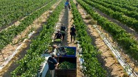 Para petani berjalan di deretan kebun anggur di tengah gurun gersang di Negev. Suhu di sini mencapai 38 derajat celcius pada siang hari. Malam hari, bisa di bawah nol derajat celcius selama musim dingin.   