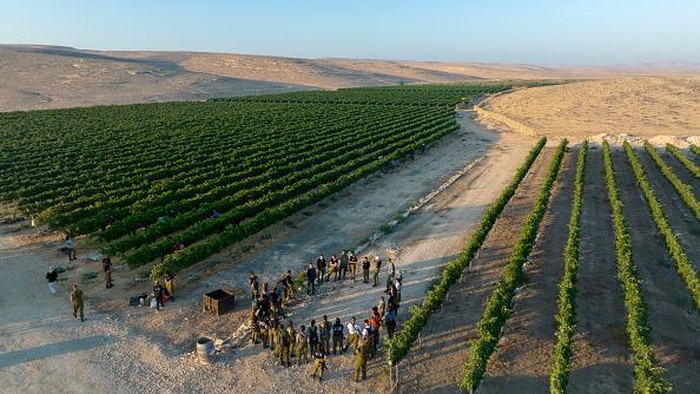 Nggak Nyangka, Kebun Anggur Ini Ditanam di Gurun Tandus Israel MITZPE RAMON, ISRAEL - AUGUST 3: Israeli army officer cadets volunteer to harvest Chenin Blanc white wine grapes in the Nana Estate Winery vineyards on August 3, 2022 near Mitzpe Ramon in Israel's Negev Desert. The modern vineyards in the desert follow in the footsteps of a 2,000-year-old Nabatean tradition of growing grapes in Negev's arid climate in what is fast-becoming the most terroir-driven wine region in Israel. (Photo by David Silverman/Getty Images)