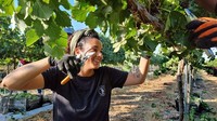 Salah seorang petani merawat perkebunan anggur di Gurun Negev. Rekayasa pertanian tersebut dipelopori oleh perusahaan irigasi Netafim dan dukungan dari pemerintah Italia dan Israel pada 2014.  