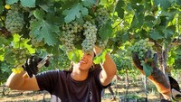 Senyum petani bersama gerombolan anggur hijau di Gurun Negev. Teknik pertanian yang diuji seperti sensor yang mengukur tingkat kelembapan di tanah dan kamera termal yang melacak konsentrasi klorofil di tanaman merambat. Mereka juga menguji mulsa dan mencoba menutupi akar tanaman dengan lembaran plastik, untuk mencegah penguapan sambil memastikan air irigasi mencuci garam jauh ke dalam tanah.  