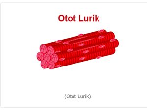 Otot Lurik: Pengertian, Bentuk, Ciri, Fungsi Serta Cara Kerjanya