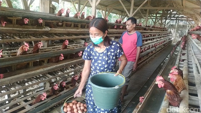 Peternakan ayam petelur di Malang