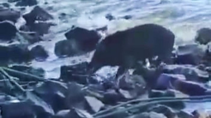 Video viral yang menunjukkan bagaimana seekor babi hutan muncul di Pantai Pelangi, Muncar, Banyuwangi