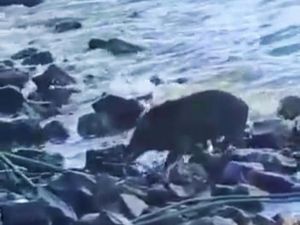Babi Masuk Kampung Bikin Warga Muncar Banyuwangi Heboh Lagi