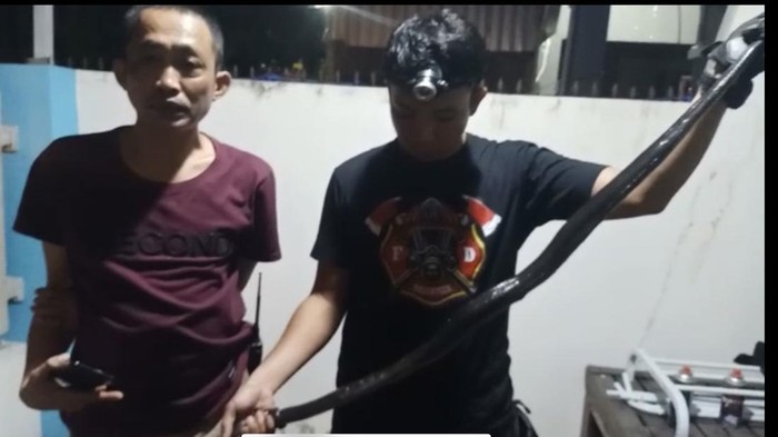 Warga di Kota Parepare kembali dibuat geger dengan kemunculan ular hitam jenis Black Boiga.
